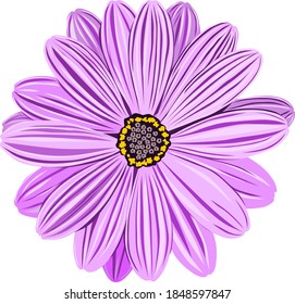 Vector of a purple daisy on white background