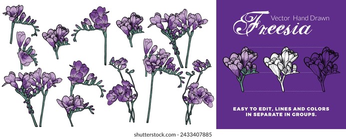 Vector purple freesia flower. Hand drawn line art spring flower. Easy to edit, lines and colors in separate in groups.