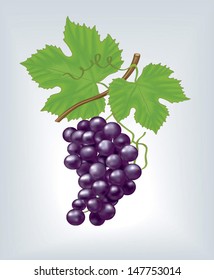 Vector purple grapes