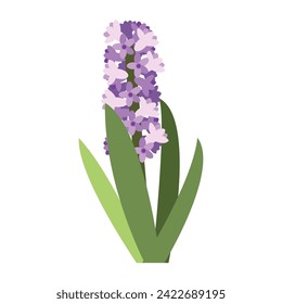 Vector purple hyacinth flowers with leaves isolated on white. Cartoon first spring flowers in line used for magazine, poster, web pages. 8 March. Women`s day.