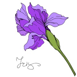 Vector Purple Iris Floral Botanical Flower. Wild Spring Leaf Wildflower Isolated. Engraved Ink Art. Isolated Irises Illustration Element.