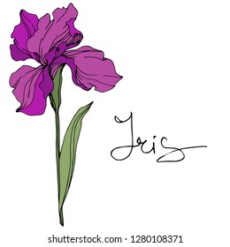 Vector Purple iris. Floral botanical flower. Wild spring leaf wildflower. Engraved ink art. Isolated iris illustration element.