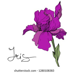 Vector Purple iris. Floral botanical flower. Wild spring leaf wildflower. Engraved ink art. Isolated iris illustration element.