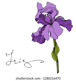 Vector Purple iris floral botanical flower. Wild spring leaf wildflower isolated. Engraved ink art. Isolated iris illustration element.