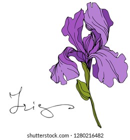 Vector Purple iris floral botanical flower. Wild spring leaf wildflower isolated. Engraved ink art. Isolated iris illustration element.