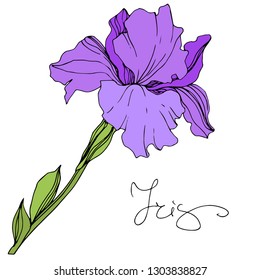 Vector Purple iris floral botanical flower. Wild spring leaf wildflower isolated. Engraved ink art. Isolated irises illustration element.