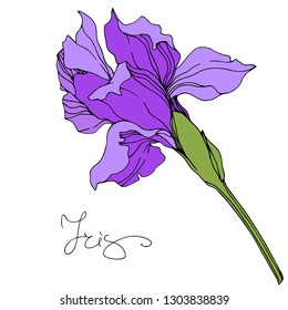 Vector Purple iris floral botanical flower. Wild spring leaf wildflower isolated. Engraved ink art. Isolated irises illustration element.