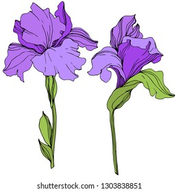 Vector Purple iris floral botanical flower. Wild spring leaf wildflower isolated. Engraved ink art. Isolated irises illustration element.