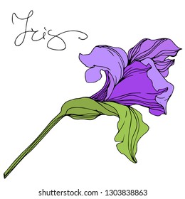 Vector Purple iris floral botanical flower. Wild spring leaf wildflower isolated. Engraved ink art. Isolated irises illustration element.