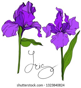 Vector Purple Iris floral botanical flower. Wild spring leaf wildflower isolated. Engraved ink art. Isolated iris illustration element.