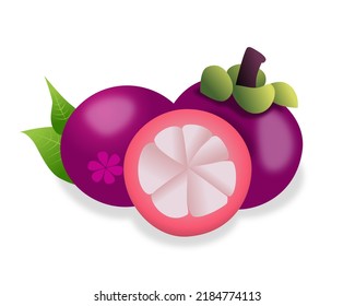vector of purple mangosteen fruit is a tropical evergreen tree with edible fruit native to tropical lands surrounding the Indian Ocean