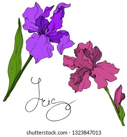 Vector Purple and maroon Iris floral botanical flower. Wild spring leaf wildflower isolated. Engraved ink art. Isolated iris illustration element.