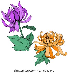 Vector Purple and orange Chrysanthemum floral botanical flowers. Wild spring leaf wildflower isolated. Engraved ink art. Isolated flower illustration element.