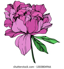 Vector Purple peony floral botanical flower. Wild spring leaf wildflower isolated. Engraved ink art. Isolated peony illustration element.