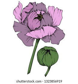 Vector Purple Peony floral botanical flower. Wild spring leaf wildflower isolated. Engraved ink art. Isolated peony illustration element on white background.