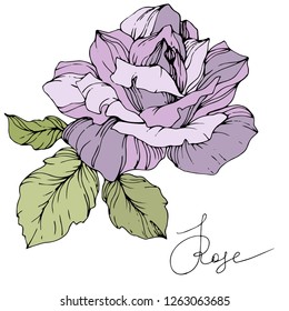 Vector Purple rose. Floral botanical flower. Green leaf. Isolated rose illustration element. Black and white engraved ink art.
