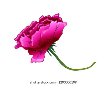 Vector Purple Rose floral botanical flower. Wild spring leaf wildflower isolated. Purple engraved ink art. Isolated rose illustration element on white background.