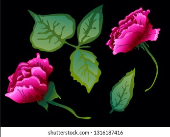 Vector Purple Rose floral botanical flower. Wild spring leaf wildflower isolated. Purple engraved ink art. Isolated rose illustration element on black background.