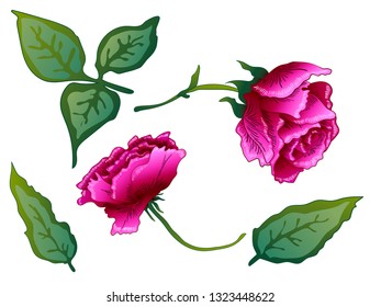 Vector Purple Rose floral botanical flower. Wild spring leaf wildflower isolated. Purple engraved ink art. Isolated rose illustration element on white background.