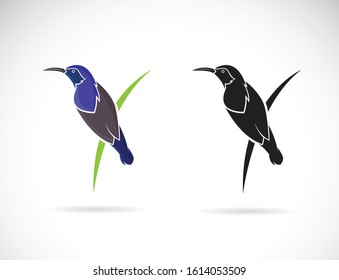 Vector of Purple Sunbird(Male) on white background. (Cinnyris asiatica) Birds logo or icon. Bird. Animal.