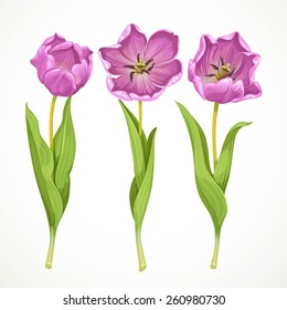 Blooming Tulip Images, Stock Photos & Vectors | Shutterstock