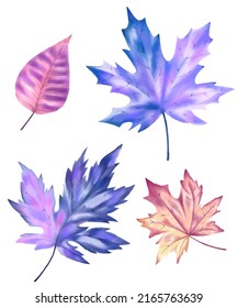 Vector purple watercolour leaves isolated on white background. Maple, oak.