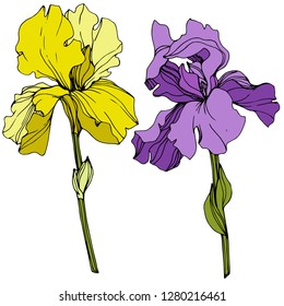 Vector Purple and yellow iris floral botanical flower. Wild spring leaf wildflower isolated. Engraved ink art. Isolated iris illustration element.