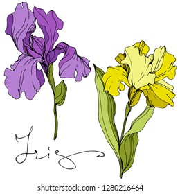 Vector Purple and yellow iris floral botanical flower. Wild spring leaf wildflower isolated. Engraved ink art. Isolated iris illustration element.