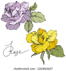 Vector Purple and yellow rose flowers. Green leaf. Floral botanical flower. Isolated rose illustration element. Black and white engraved ink art.
