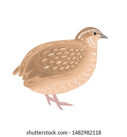 Vector quail isolated on white background. Illustration of domestic farm bird in cartoon simple flat style.