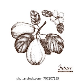 Vector quince vintage sketch. Hand drawn illustration. Engraved fruit drawing. Botanical design template. 