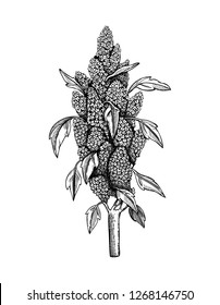 Vector Quinoa illustration. Hand drawn cereal sketch. Botanical drawing of gluten free plant. Super food. Lineart.