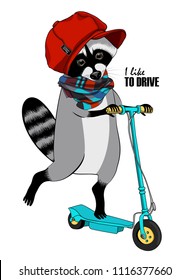 Vector raccoon with a green kick scooter. Hand drawn illustration of dressed coon  with red cap and scarf.