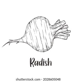 Vector of Radish hand drawn sketch style. Drawing element design. Used for menu, poster, banner, label, logo or printed t-shirts, etc.