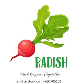 Vector radish . Vegetable illustration for farm market menu. Healthy food design