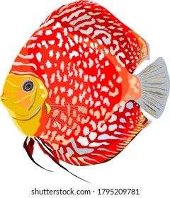 Vector of Rafflesia Red Discus Fish