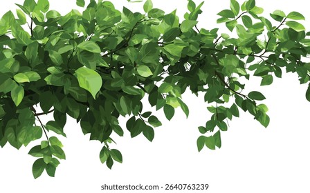 Vector rainforest greenery, isolated tree branches, lush tropical leaves, jungle plants, natural environment, tropical forest design, foliage texture, green tree background