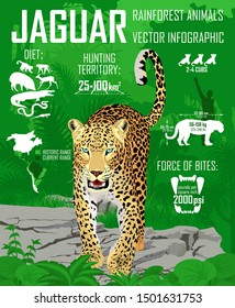 Vector rainforest jungle Jaguar infographic