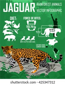 Vector rainforest jungle Jaguar infographic