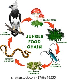 vector Rainforest Tropical jungle Forest Food Chain: From Plants to Harpy Eagle and Decomposers