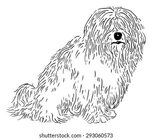 vector - rare dog - Coton de Tulear - isolated on background