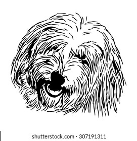 vector - rare dog - head Coton de Tulear - isolated on background