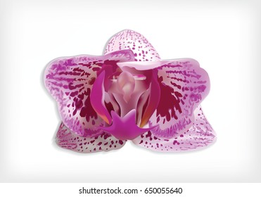 Vector. Rare moth orchid hybrid with pink/violet stripes,pilori,  isolated flower on white background.