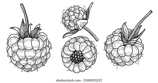 Vector Raspberry or blackberris outline Icon Design. Hand drawn sketch berries in linear drawing style. Scary insect. Graphic design element. Black white illustration isolated on white background.