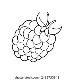 vector raspberry and blackberry line art