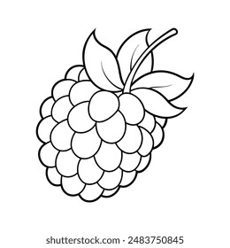 vector raspberry and blackberry line art