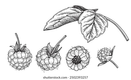 Vector Raspberry or blackberry outline. Hand drawn sketch berries and leaf in linear drawing style. Scary insect. Graphic design element. Black white illustration isolated on white background.