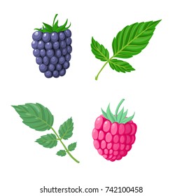 vector raspberry and blakcberry with green leaves isolated at white background