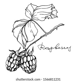 Vector Raspberry healthy food. Black and white engraved ink art. Isolated berry illustration element on white background.