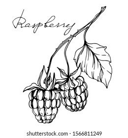 Vector Raspberry healthy food. Black and white engraved ink art. Isolated berry illustration element on white background.